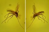 Detailed Fossil Fly (Chironomidae) In Baltic Amber #163504-1